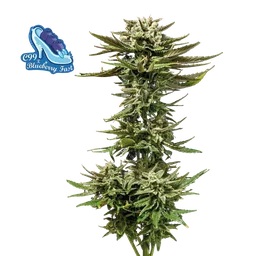 C99 x Blueberry Fast