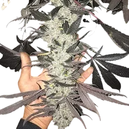Cakes N Cream