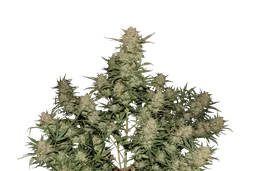 Original OG Kush Auto