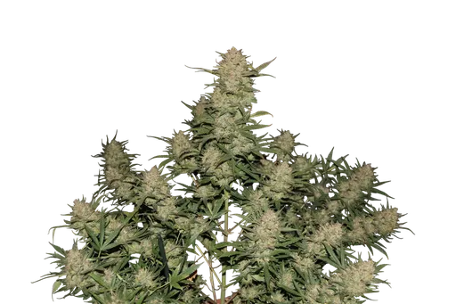 Original OG Kush Auto