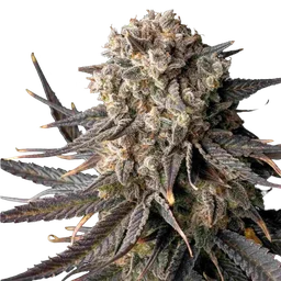 Cali Critical Mass