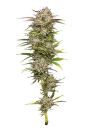 California Haze