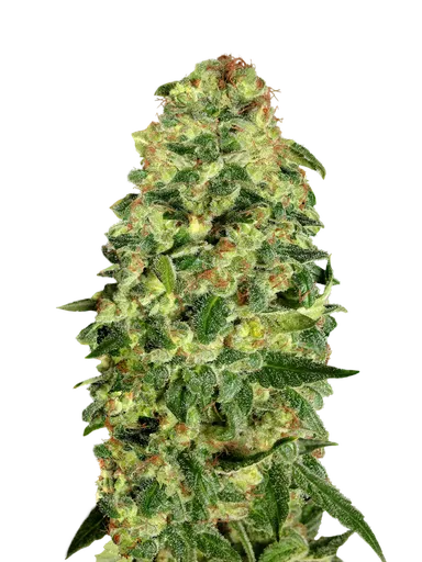 California Kush Auto