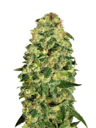 California Kush Auto