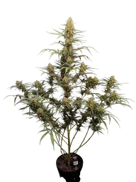 Original Jack Herer Auto