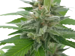 California Orange