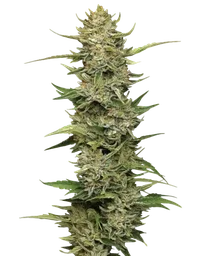 California Sour Diesel Auto