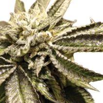 Canadian Kush 2.0