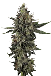 Candy Breath