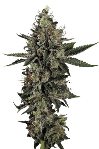 Candy Breath