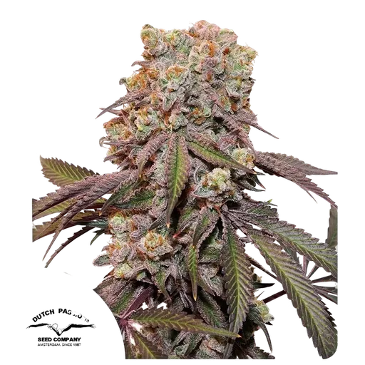 Candy Bubatz XL Auto