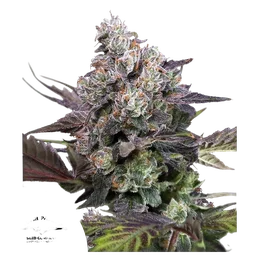 Candy Bubatz XL