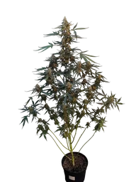 Original Northern Lights Auto
