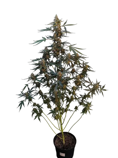 Original Northern Lights Auto