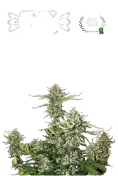 Candy Dawg Auto