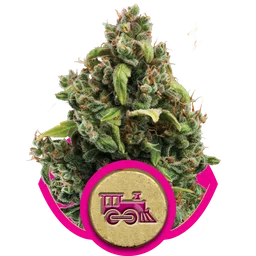 Candy Kush Express FAST