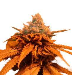 Candyland