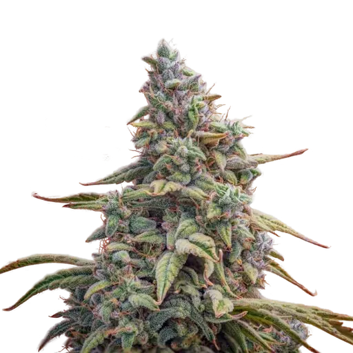 Canna-Cheese CBD 1:1 Auto