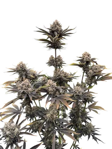 Banana Purple Punch Auto