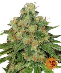 Caramel CBD