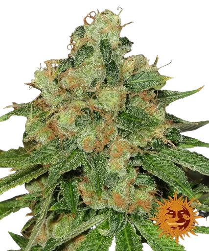 Caramel CBD