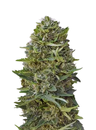 Caramel Kush