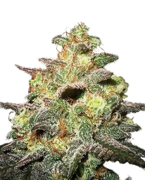 Caramella Auto