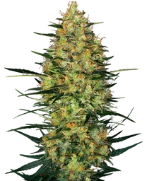 Caramellow Kush Auto