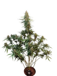 Original Sour Diesel Auto