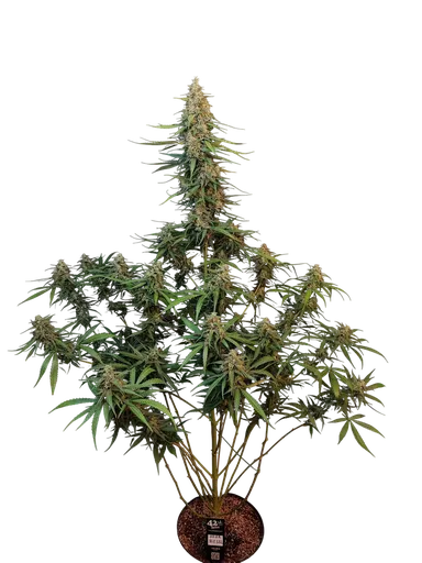 Original Sour Diesel Auto