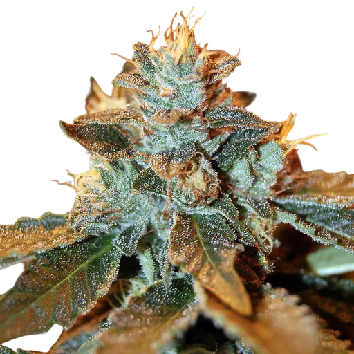 Cataract Kush