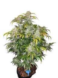 CBD 1:1 Auto