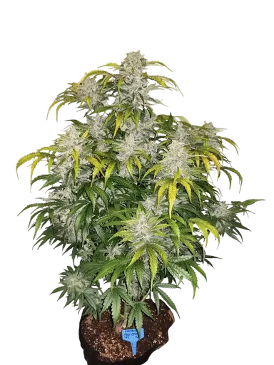 CBD 1:1 Auto