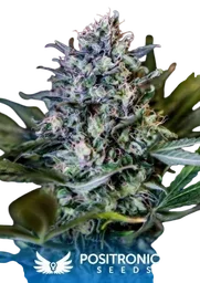 CBD 1:20
