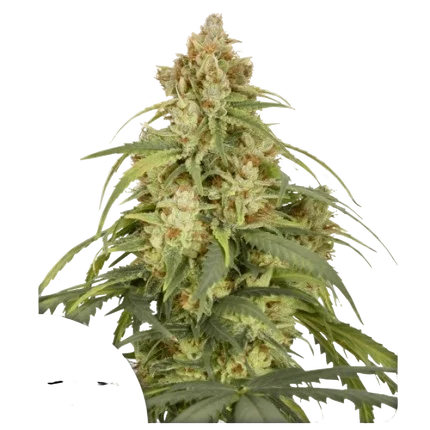 CBD-Victory Auto