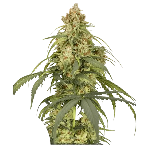 CBD-Victory Auto