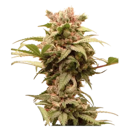 CBG-Force Auto