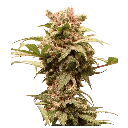CBG-Force Auto