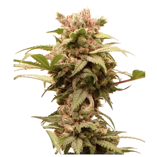 CBG-Force Auto