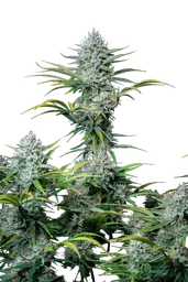 Original White Widow Auto