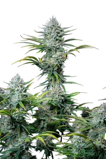 Original White Widow Auto