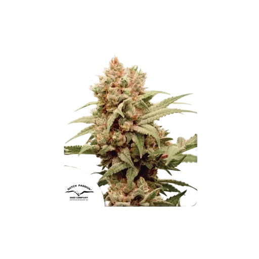 CBG-Force