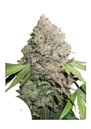 Charlottes Angel CBD