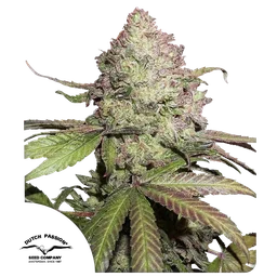 Charlottes Angel CBD Auto