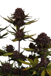 Purple Lemonade Auto