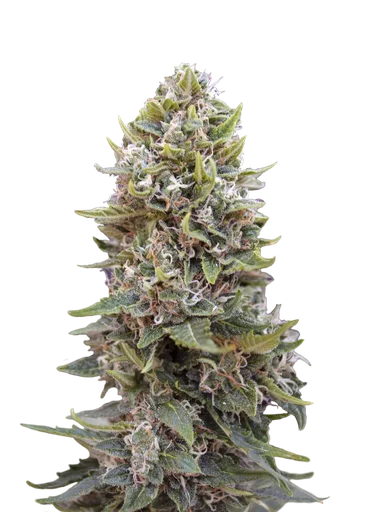 Cheese Berry Auto