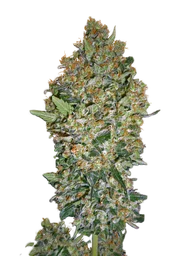 Cheese Berry