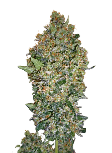 Cheese Berry