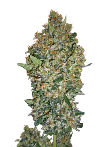 Cheese Berry