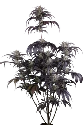 Strawberry Gorilla Auto